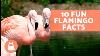 10 Fun Facts About Flamingos That May Surprise You