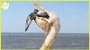 14 Pelicans Ruthlessly Gulping Down Other Animals