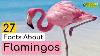 27 Facts About Flamingos Learn All About Flamingos Animals For Kids Educational Video