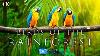 4k Breathtaking Colorful Birds Of The Rainforest 1hr Wildlife Nature Film Jungle Sounds In Uhd