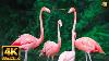 4k Pink Flamingo Flamingo Bird Collection With Relaxing Music 4k Video Ultra Hd
