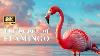 8k Uhd Pink Flamingo Stunning Pink Water Birds With Calming Music