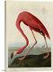 Artcanvas Pink American Flamingo Canvas Art Print By John James Audubon