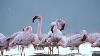 A Study In Pink The Flamboyant Flamingos Of Kutch