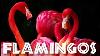 All About Flamingos For Kids Animal Videos For Children Freeschool