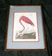 American Flamingo Art Print John Audubon Birds Of America Old Male Plate 431 Usa