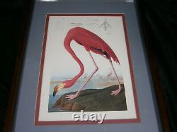 American Flamingo Art Print John Audubon Birds Of America Old Male Plate 431 USA