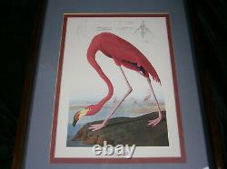 American Flamingo Art Print John Audubon Birds Of America Old Male Plate 431 USA