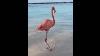 Animals Compilations Bird Pink Flamingo