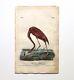 Antique Audubon Octavo Litho Print, No 75 Plate 375 Adult Male American Flamingo