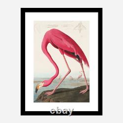Audubon Birds of America 18x24 Framed Art Print Pink Flamingo + Free Shipping