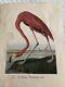 Audubon Flamingo #16 Rare Vintage Print Signed By Botsford-1949, 9.25 X 7 In