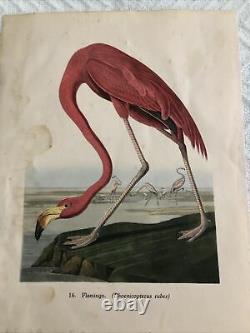 Audubon Flamingo #16 rare vintage print signed by Botsford-1949, 9.25 x 7 in
