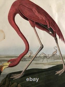 Audubon Flamingo #16 rare vintage print signed by Botsford-1949, 9.25 x 7 in