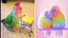Baby Animals Funny Parrots And Cute Birds Compilation 2021 Loros Adorables Recopilaci N 1