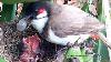 Baby Bird Goes Super Crazy After Eating Over Sized Grapes In Bananas Birds Nest Bulbul