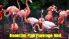 Beautiful Pink Flamingo Bird 4 Fascinating Flamingo Facts
