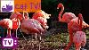 Cat Tv 30 Min Of Beautiful Flamingos Combined With Soothing Music Engaging Visuals For Cats Ep 8