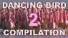 Dancing Birds Compilation Part 2