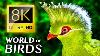 De Kleurrijke Wereld Van Vogels 8k Video Ultra Hd 8k Dieren