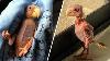 Featherless Blondie May Be The World S Strangest Parrot And The Most Beautiful