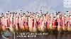 Flamboyant Flamingo Mating Dance Planet Earth A Celebration Bbc America