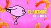 Flamingo 10 Hours