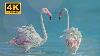 Flamingo Bird Pink Flamingo Pink Flamingos 4k Uhd Video With Relaxing Music