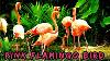 Flamingo Bird Pink Flamingo Video Pink Flamingo Bird