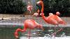 Flamingo Bird Sound Call Noise American