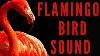 Flamingo Bird Sound Effects Flamingo Sounds