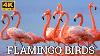 Flamingo Birds Pink Flamingo 4k Video