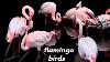 Flamingo Flamingo Birds Pink Flamingo