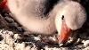 Flamingo Hatching And Feeding