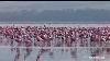 Flamingo Lake Nakuru