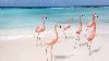 Flamingo Party In The Caribbean