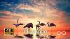 Flamingo Sounds Beautiful Relaxing Sleep U0026 Meditation Music 4k Uhd Asmr