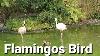 Flamingoes Bird Bird Flamingo Sounds Song Awesome Animals Flamingo