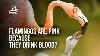Flamingos Are Pink Because They Drink Blood