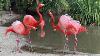 Flamingos At The San Diego Zoo