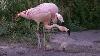 Flamingos Birds Feeding The Same Chick With Red Crop Milk Wait For It Weird Animal Behavior