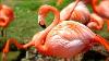 Flamingos Cute Pink Flamingos Bird Sounds Flamencos Hermosos Flamencos Rosados