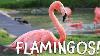 Flamingos Fun Flamingo Facts For Kids
