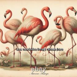Flock of American Flamingos 20 x 20 Audobon-style Vintage Ornithology Bird Art