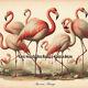Flock Of American Flamingos 20 X 20 Audobon-style Vintage Ornithology Bird Art