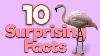 Get To Know The Pink Flamingo 10 Surprising Facts