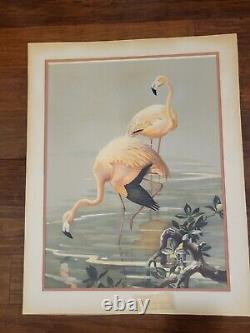 Large Print FLAMINGO Roger Tory Peterson Matted