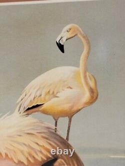 Large Print FLAMINGO Roger Tory Peterson Matted