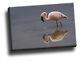 Lesser Flamingo, Lake Nakuru National Park Giclee Canvas Bird Life Picture Art