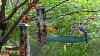 Live Cozy Morning Garden Birds Cardinals Chickadees Blue Jays And More